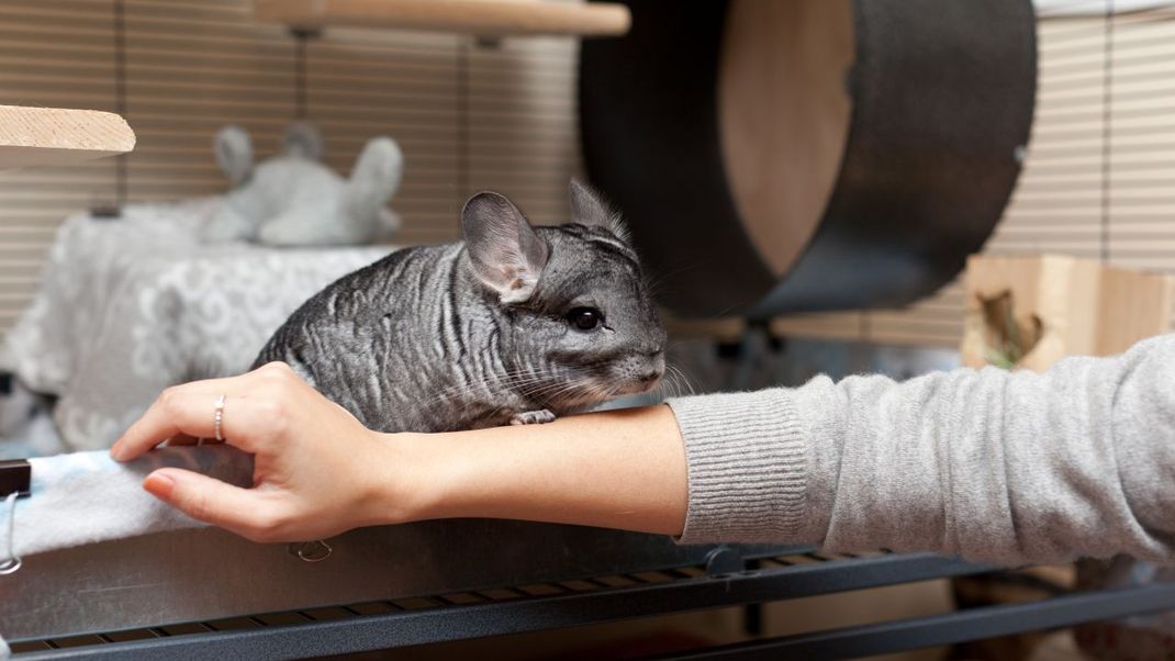 Chinchillas benötigen viel Platz und möchten nicht so gern gekuschelt werden.