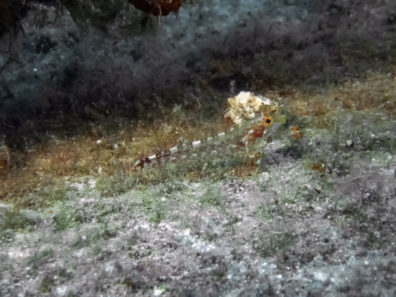 150 Glasfrosch-Arten tummeln sich in den Regenwäldern in Süd- und Mittelamerika. Die vor drei Jahren neu entdeckte Art Hyalinobatrachium yaku ist nur zwei Zentimeter groß. Öl-Gewinnung und Umwelt-Verschmutzung bedrohen den Lebensraum der Amphibien.