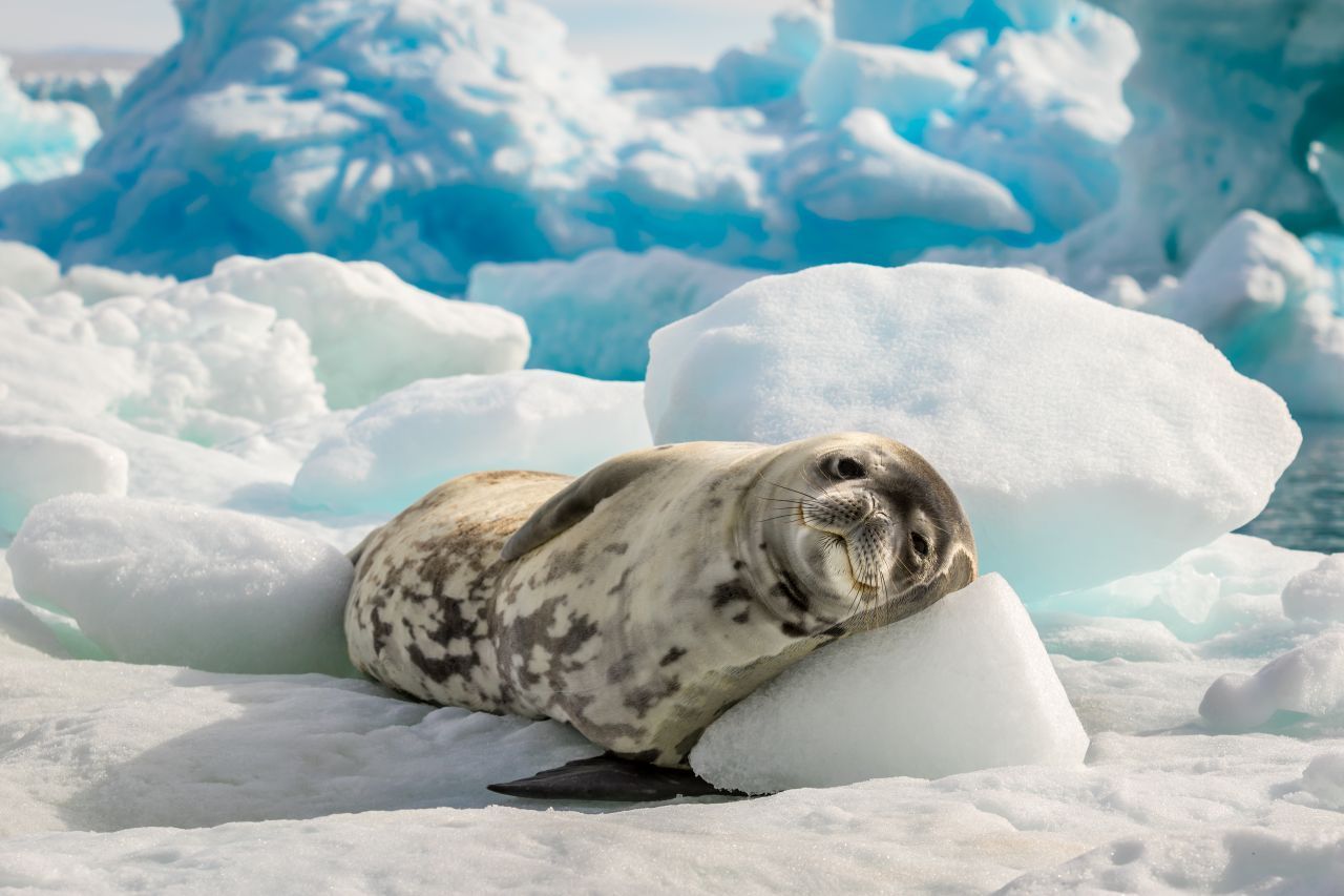 Eine Robbe ruht sich im ewigen Eis der Antarktis aus.