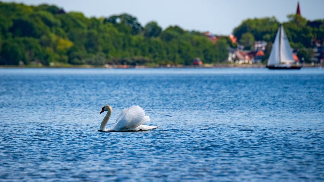 Wie sauber ist Deutschlands Wasser wirklich? Neue Daten liefern Antworten. (Symbolbild)