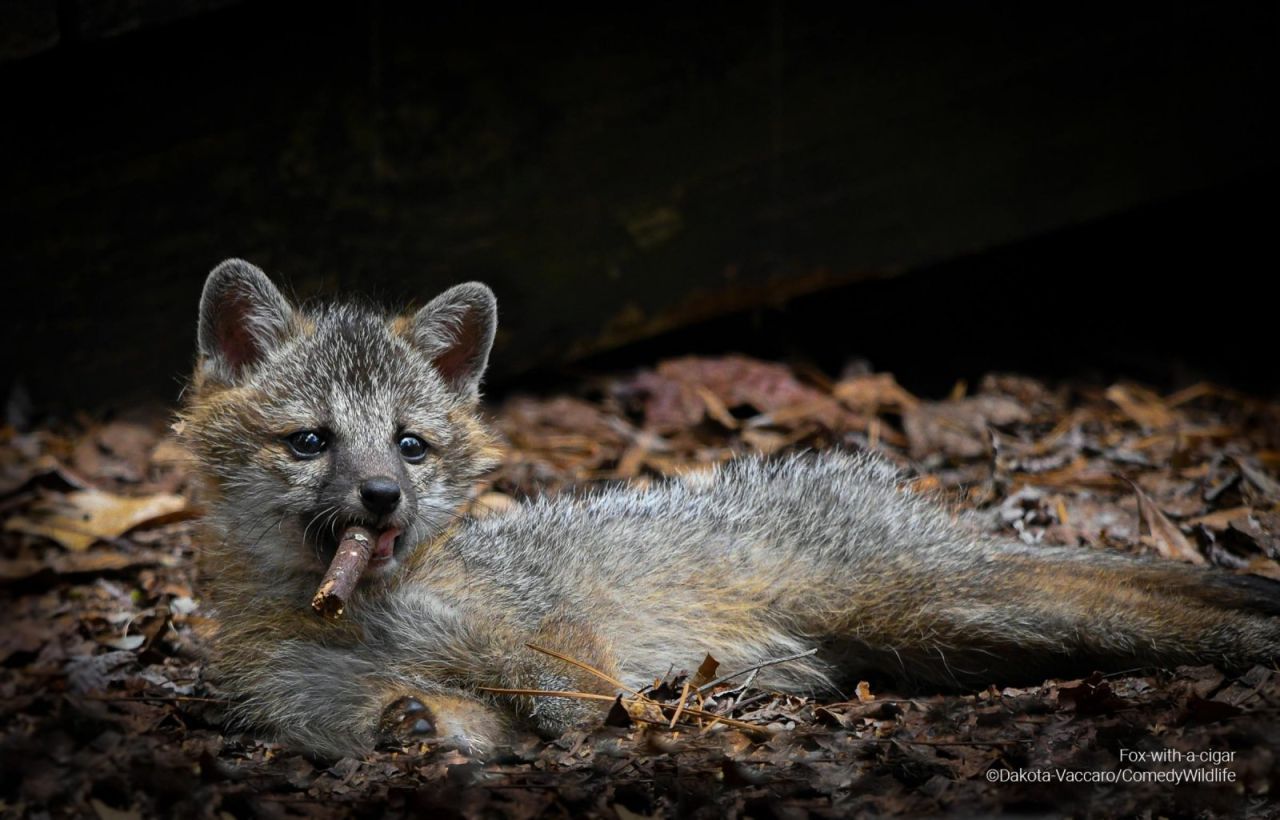 »Fox-with-cigar« Niemand wirkt so lässig wie dieser kleine Graufuchs.