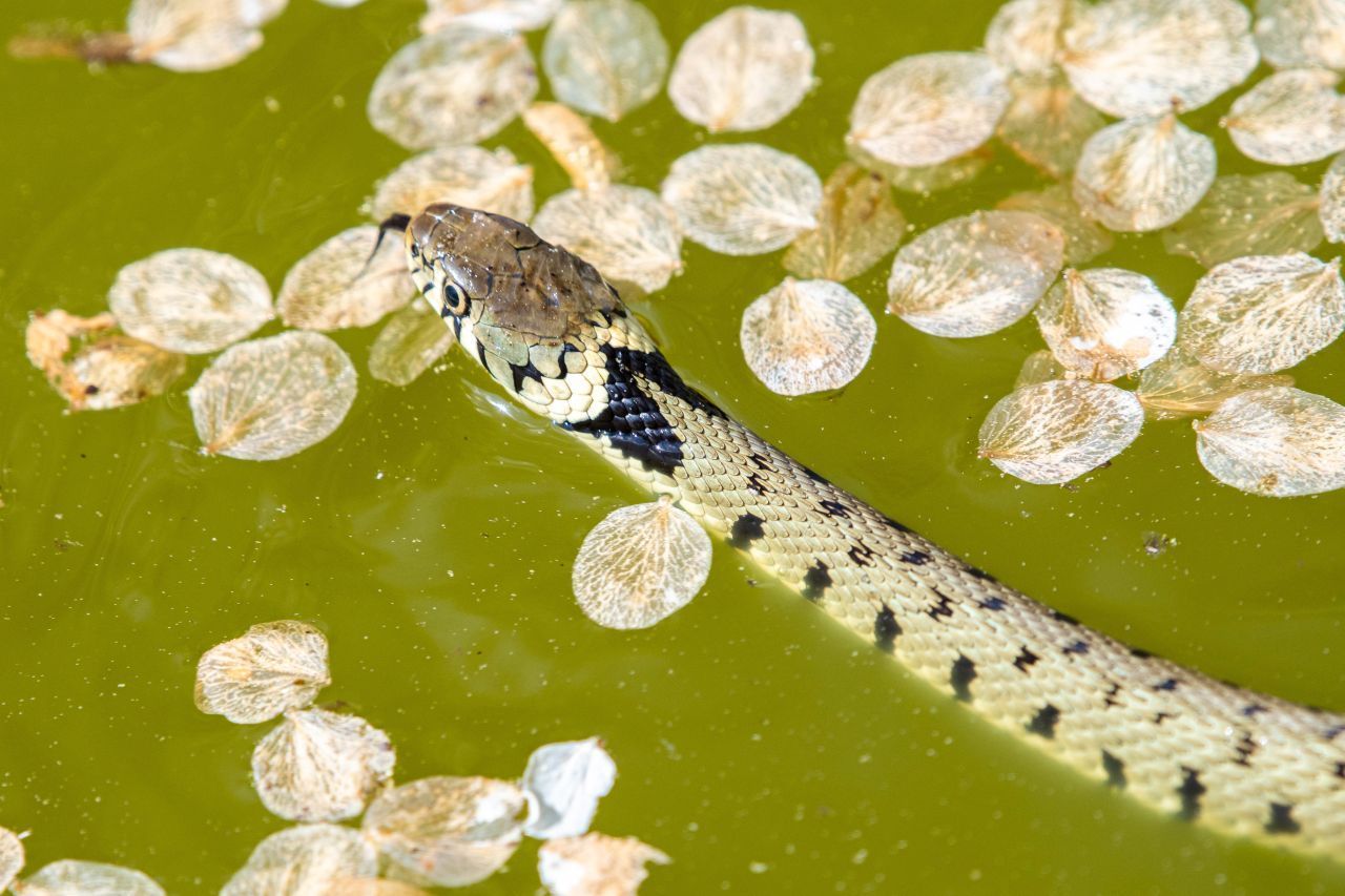 Ringelnattern tummeln sich oft im Wasser. Schwimmen und Tauchen sind kein Problem für die Schlangen.