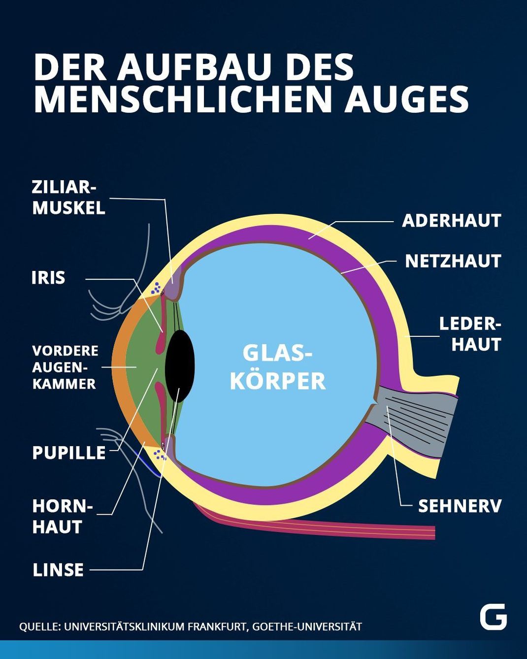 So ist das Auge des Menschen aufgebaut: Von Pupille, über Hornhaut, Linse, Netzhaut und Sehnerv. 