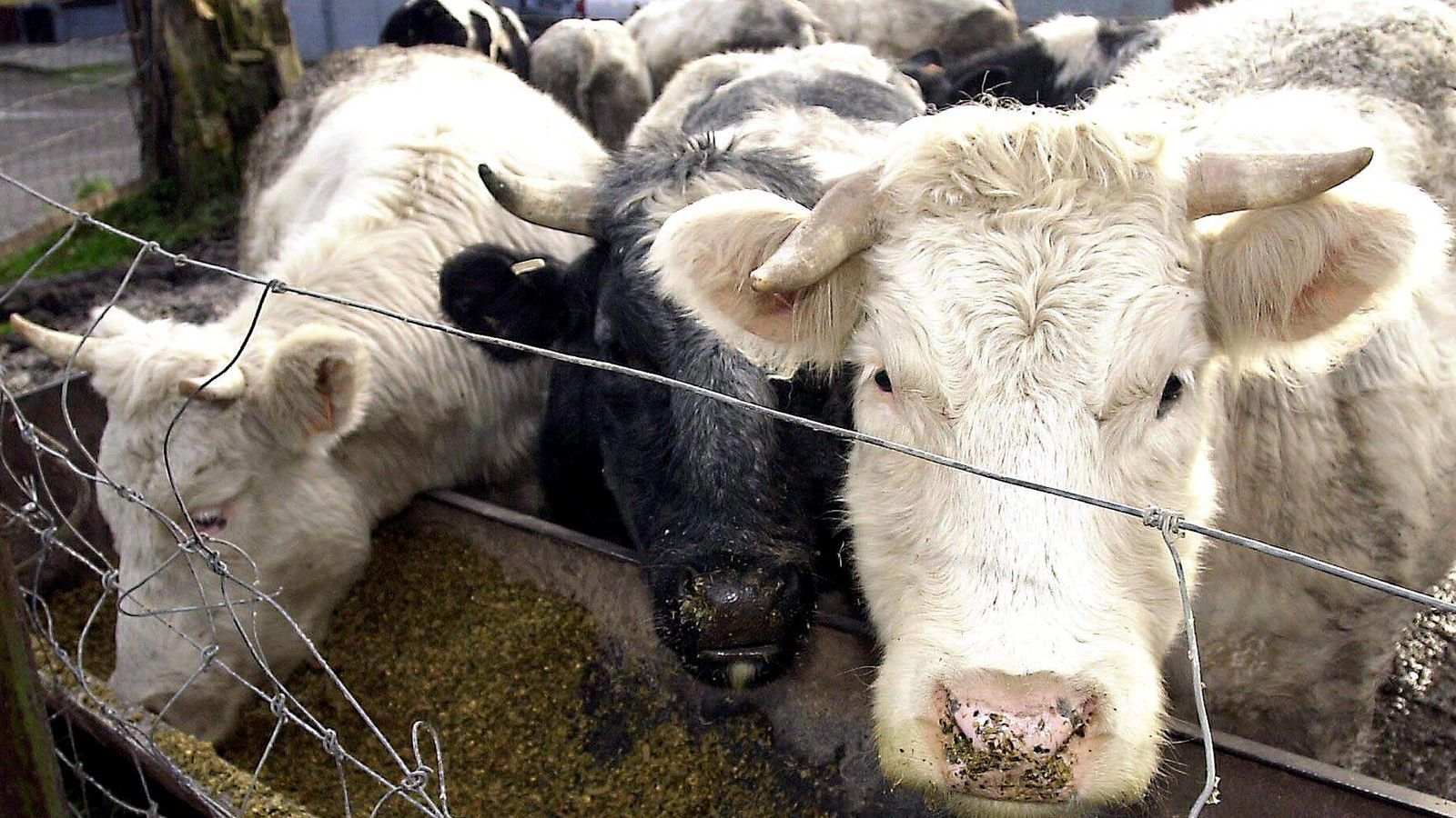 
                <strong>Erster BSE-Fall in Deutschland</strong><br>
                Im November wird der erste Fall von BSE in Deutschland bekannt. Die Krankheit tritt bei Rindern auf und macht ganz Deutschland verrückt. Zahlreiche Tiere werden daraufhin provisorisch geschlachtet, um das Virus einzudämmen.
              