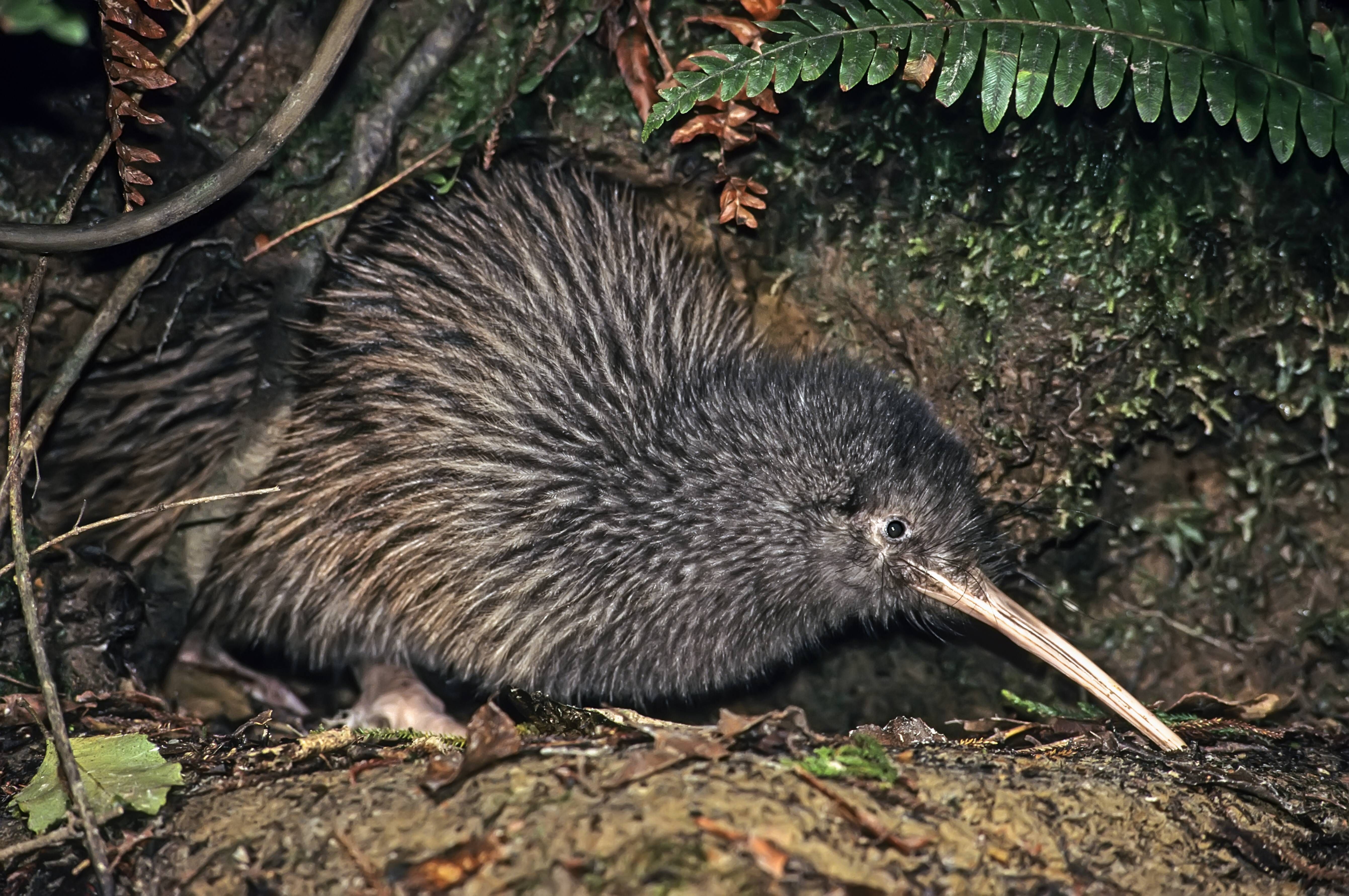 Der Okaritokiwi, Rowi oder Okarito-Streifenkiwi lebt im Westen der Südinsel Neuseelands. Er wird maximal 55 Zentimeter lang.