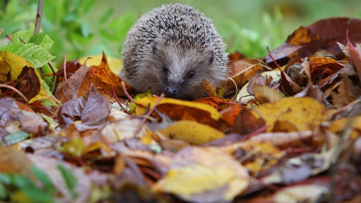 Nicht zu viel Ordnung: In diesen Gärten fühlen sich Igel wohl