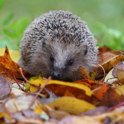 Nicht zu viel Ordnung: In diesen Gärten fühlen sich Igel wohl