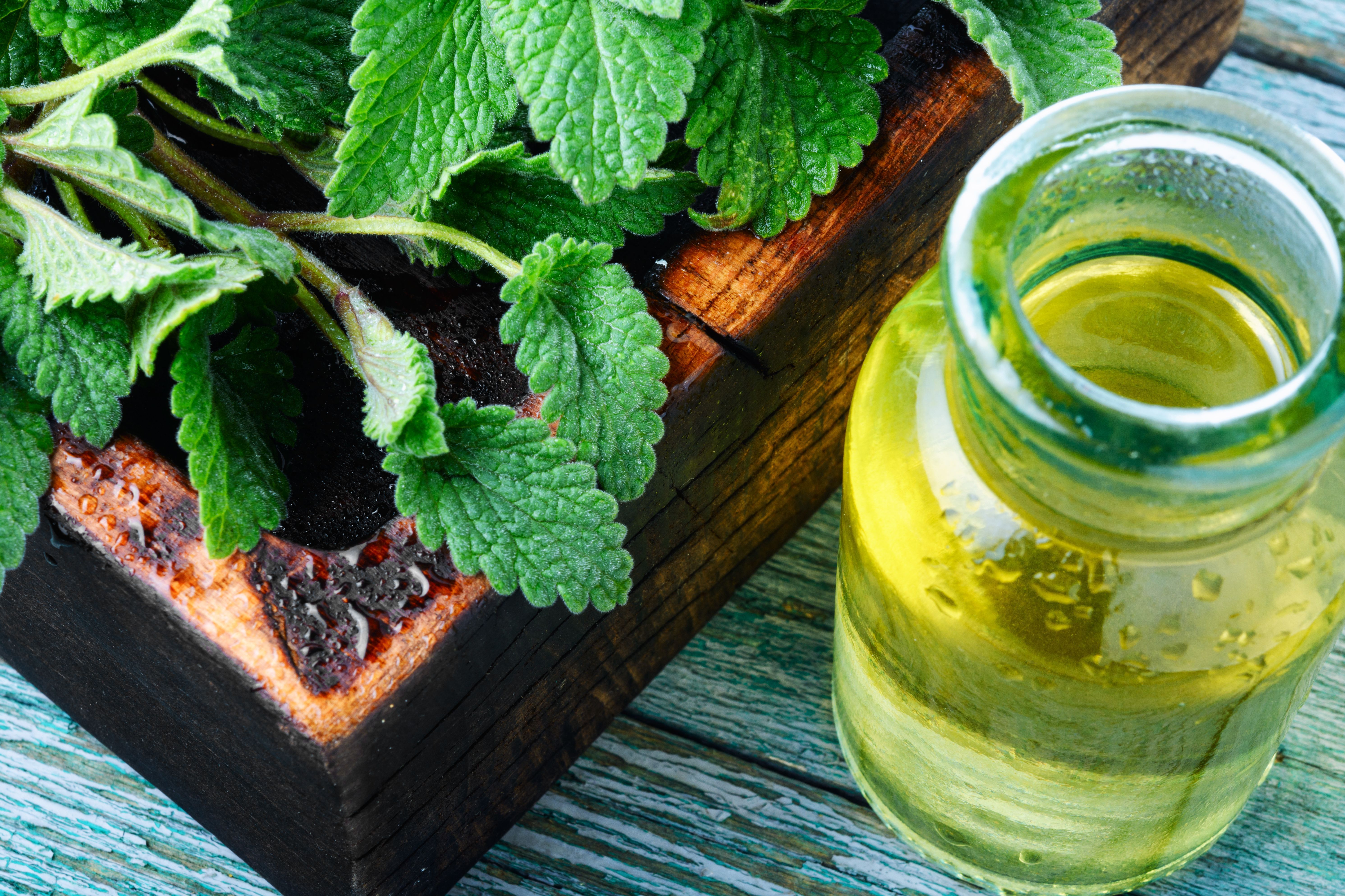 Hilfe aus der Natur: Wie Teebaumöl hilft auch das Öl der Zitronenmelisse gegen Herpes.