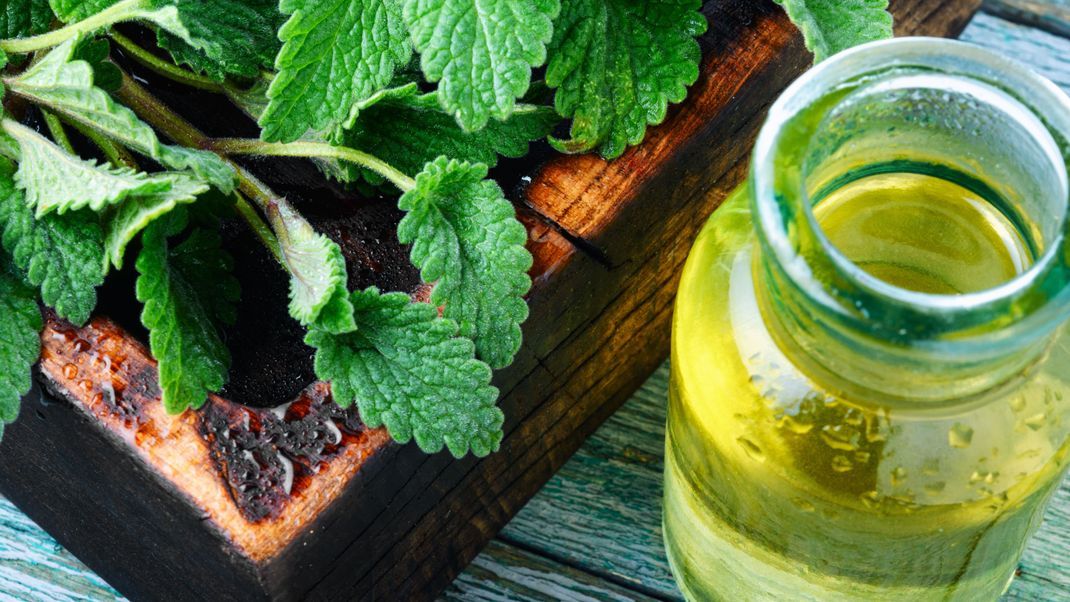 Hilfe aus der Natur: Wie Teebaum-Öl hilft auch das Öl der Zitronenmelisse gegen Herpes.