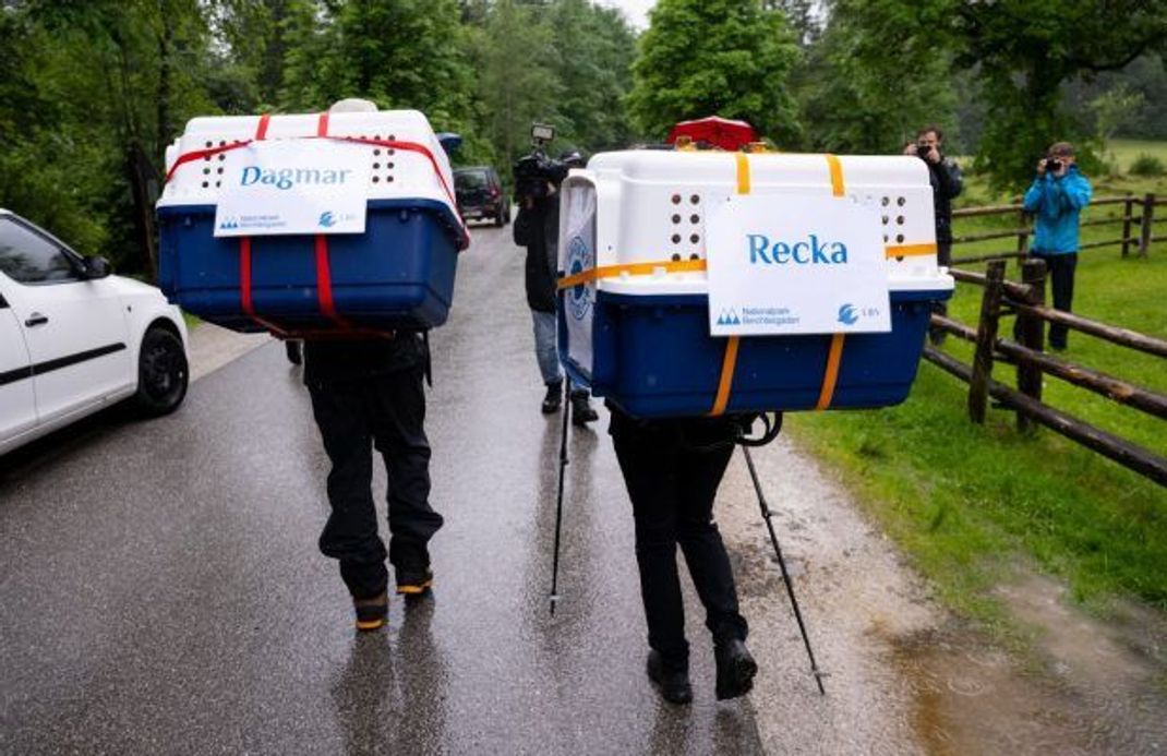 Huckepack: Mit den Weibchen Recka und Dagmar, auf Kraxen geschnallt, steigen die Helfer:Innen im Juni 2022 bis in 1.300 Meter Höhe auf. Im Nationalpark Berchtesgaden bringen sie die beiden Tiere in ihre Auswilderungsnische. Dabei erklimmen sie anspruchsvolle Steilhänge, überqueren Felsspalten und arbeiten mit Sicherungsseilen. Der Aufstieg ist nur etwas für Profis.