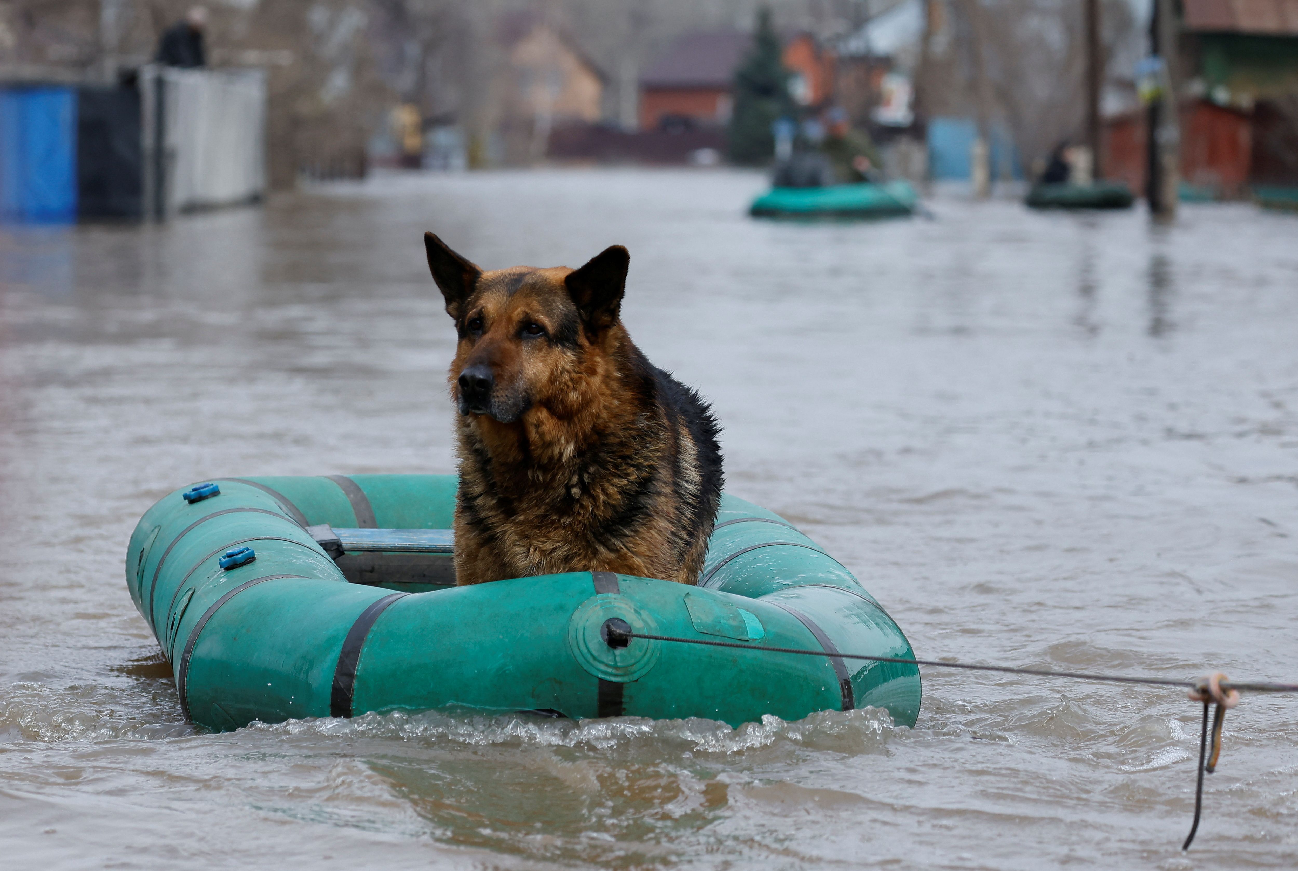 Auch Tiere sind vom Hochwasser bedroht