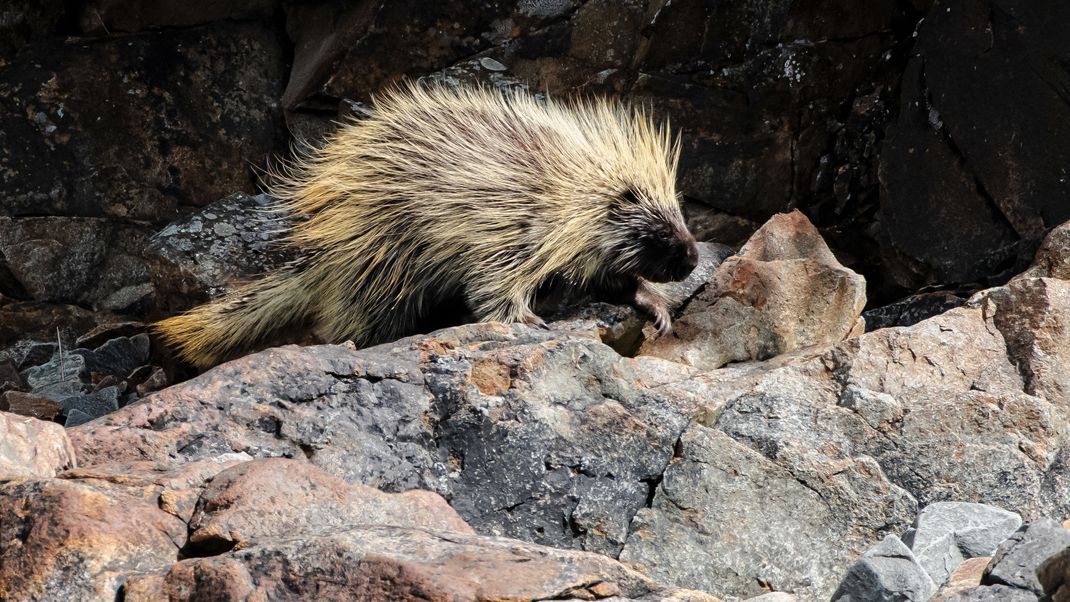 Der Sonneberger Tierpark ist fieberhaft auf der Suche nach dem letzten von insgesamt sieben ausgebüxten Stachelschweinen. (Symbolbild)