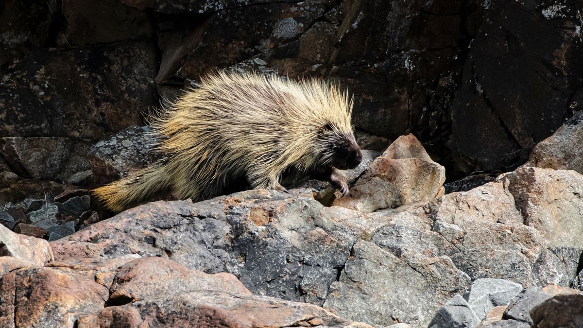 Aus dem Sonneberger Tierpark sind Stachelschweine ausgebrochen