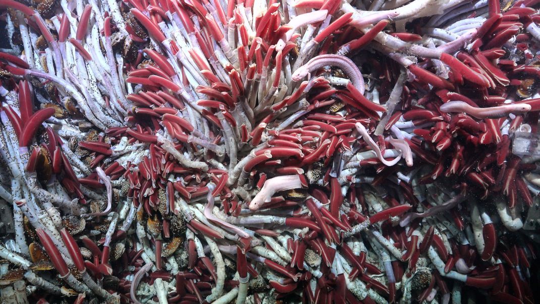 Eine große Ansammlung von Röhrenwürmern in den Fava Flow Suburbs, einer Stelle am Ostpazifischen Rücken in 2500 Metern Tiefe. 