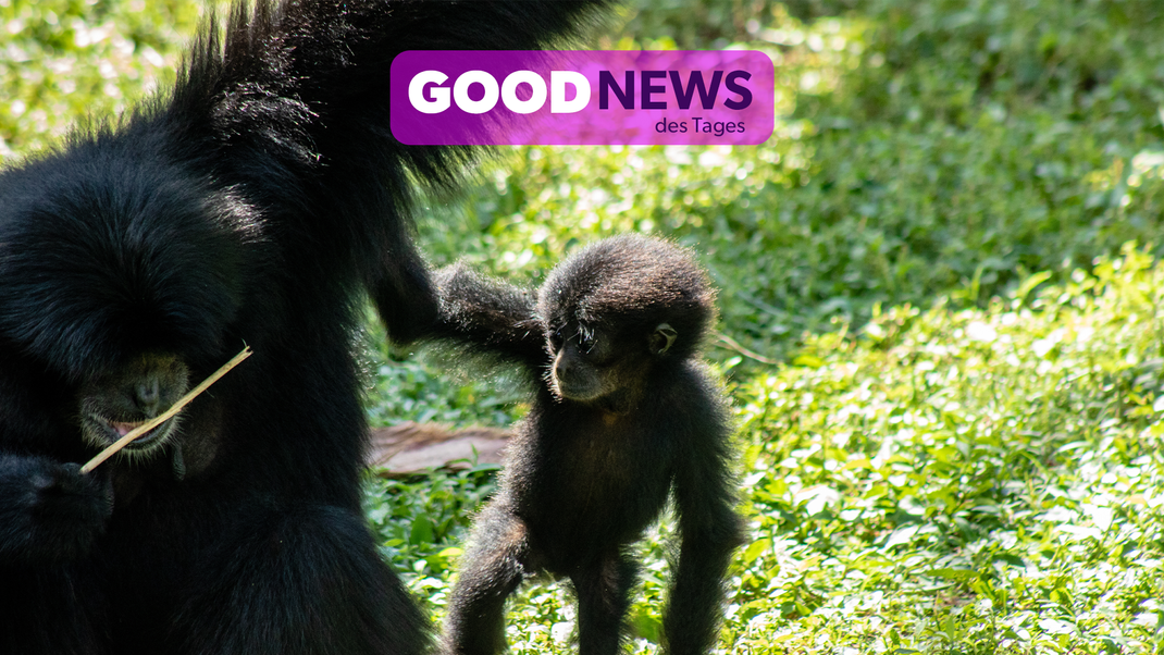 In Asien wurden zwei als Haustier gehaltene Siamang Gibbons gerettet und wieder in der Wildnis ausgesetzt.