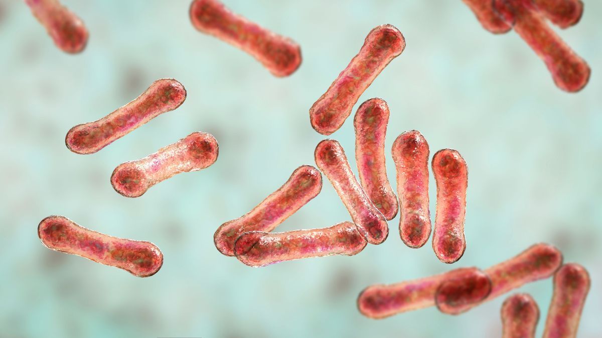 Corynebacterium bacteria, Gram-positive rod-shaped bacterium that causes diphtheria