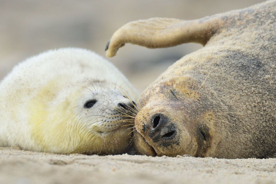 Baby-Boom auf Helgoland! Die Zahl der Kegelrobben-Geburten steigt Jahr für Jahr. Das Einweg-Plastik-Verbot könnte dazu beitragen, dass die Tiere künftig in saubereren Gewässern fischen können.