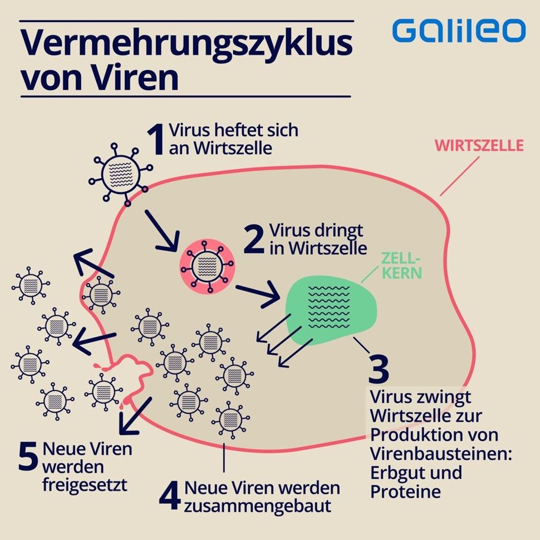 Gelangen Viren in deinen Körper, heften sie sich an eine Körperzelle. Dann dringen sie in sie ein oder injizieren ihr Erbgut. Das Viren-Erbgut zwingt die Zelle dazu, tausende neue Viren herzustellen. Sind die fertig, stirbt die Zelle ab - und die Viren kommen frei. Sofort machen sie sich auf die Suche nach neuen Zellen, befallen sie - und alles beginnt von vorn.