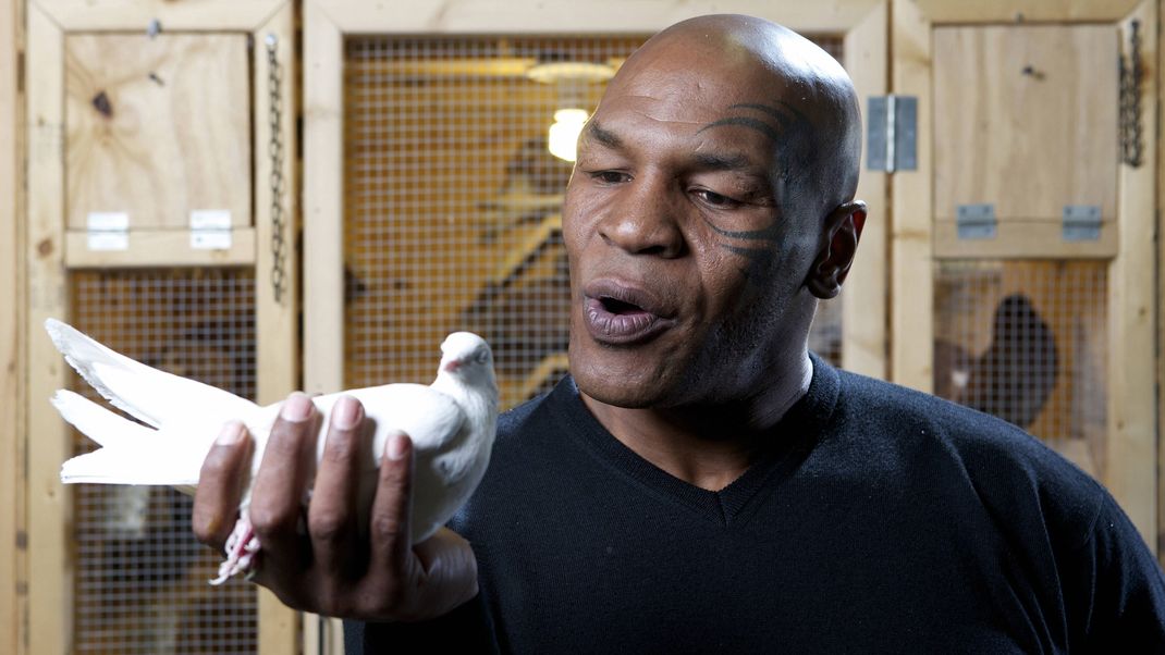 Im Ring fliegen die Fäuste, doch privat ist Mike Tyson total zahm und züchtet sogar Tauben. 