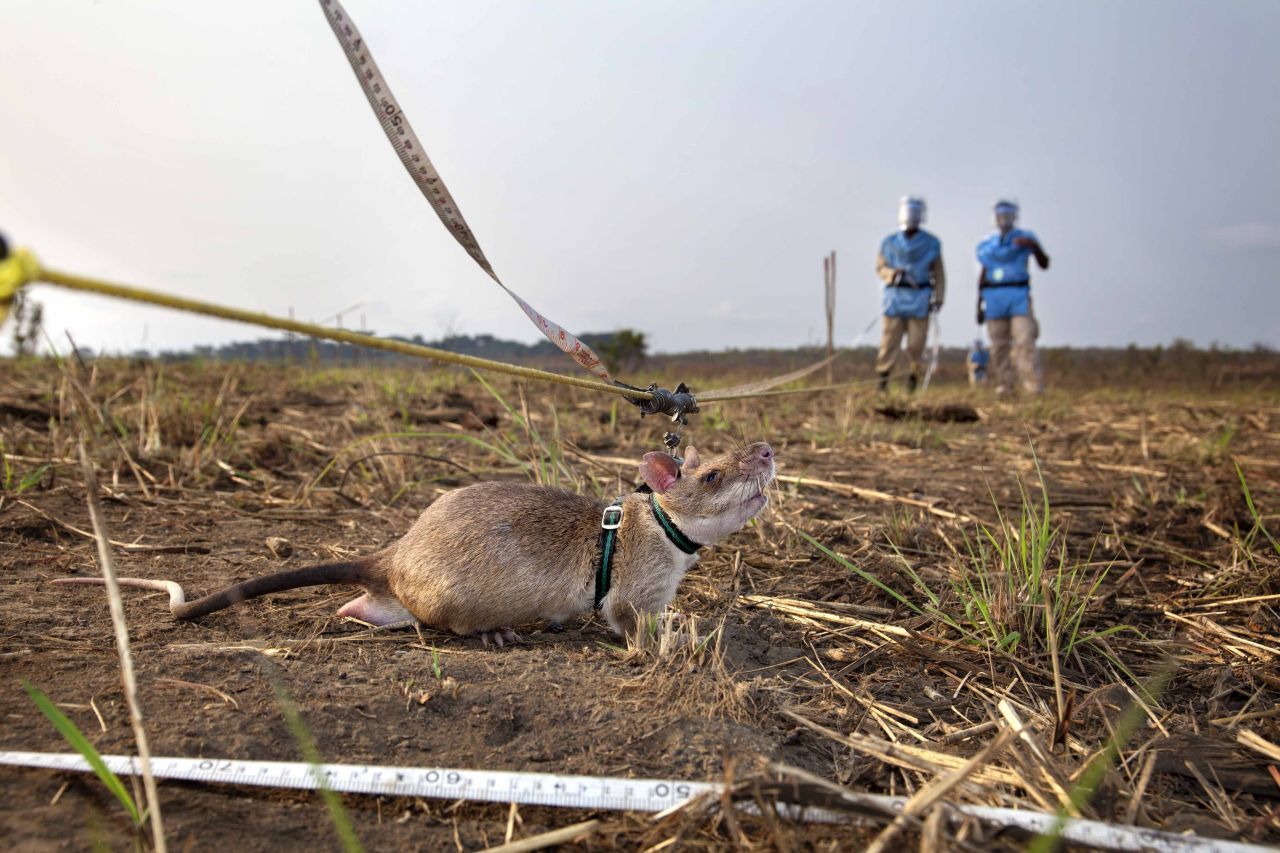 Damit auch jeder Bereich des Gebietes durchsucht wird, laufen die Hero Rats an einer Schnur so lange hin und her, bis sie das ganze Feld einmal abgelaufen sind. Auf diese Weise haben sie die Minensuche revolutioniert.