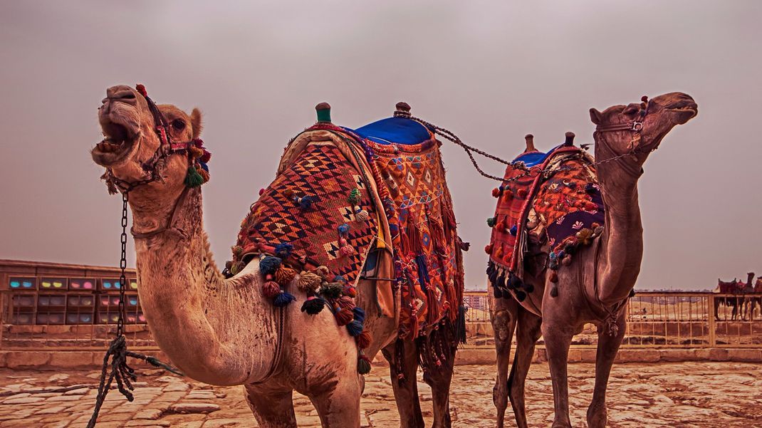 Auf dem Rücken der Kamele erkunden Skorpione Ägypten 