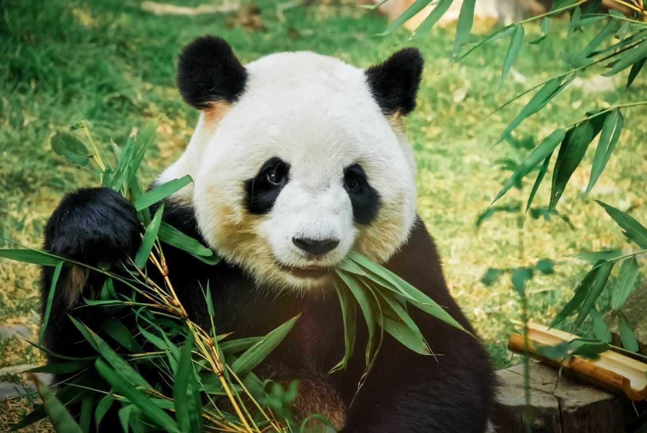 Neun bis 18 Kilogramm Bambus vertilgt ein einziger Panda jeden Tag.