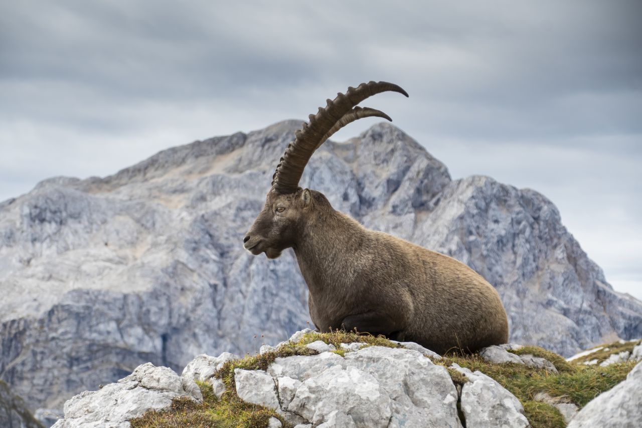 Höhere Frühlingstemperaturen und eine frühere Schneeschmelze liefern dem Alpensteinbock nach den kargen Wintermonaten ein üppigeres Nahrungsangebot. Und je eher die "Könige der Alpen" nährstoffreiche Kräuter und Gräser finden, umso schneller kommen sie zu Kräften. Dass sie vitaler sind als früher, konnte vermessen werden – am Gehörn der Tiere, das deutlich zugelegt hat.