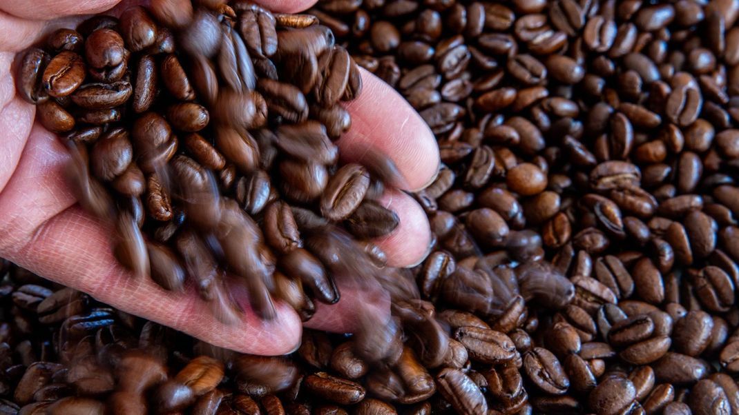 Noch kein "braunes Gold", aber immer teurer: Kaffeebohnen kommen zumeist aus Brasilien, Vietnam und Honduras.