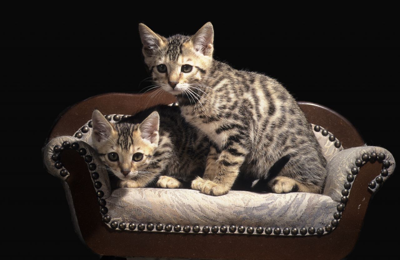 Savannah-Katzen: Die exotische Rasse ist eine Kreuzung aus dem wilden afrikanischen Serval und einer Hauskatze. Liebhaber zahlen für die Tiere bis zu 20.000 Euro.