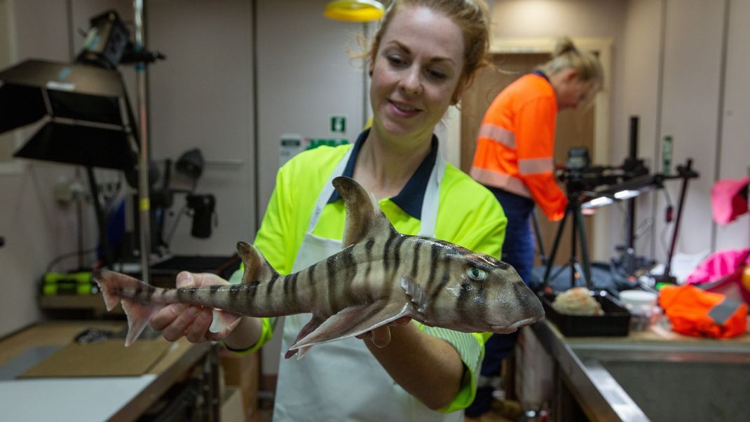 CSIRO-Mitarbeiterin Helen O'Neill hält den gestreiften Hornhai in ihren Händen.