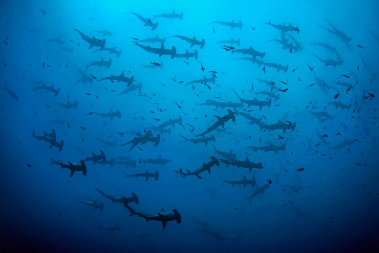 Im sogenannten "Hammerhai-Dreieck" treffen sich die Räuber bei den drei pazifischen Archipelen Cocos Island, den Galapagos-Inseln und dem Eiland Malpelo. Immer auf der Suche nach reichen Fischgründen und Nährstoffen legen sie dabei Tausende Kilometer zurück - in Reise-Gruppen von bis zu 200 Tieren!