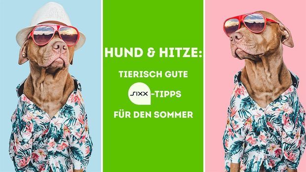 Sommer, Sonne, sixx: Tipps & Tricks für den Sommer mit Hund