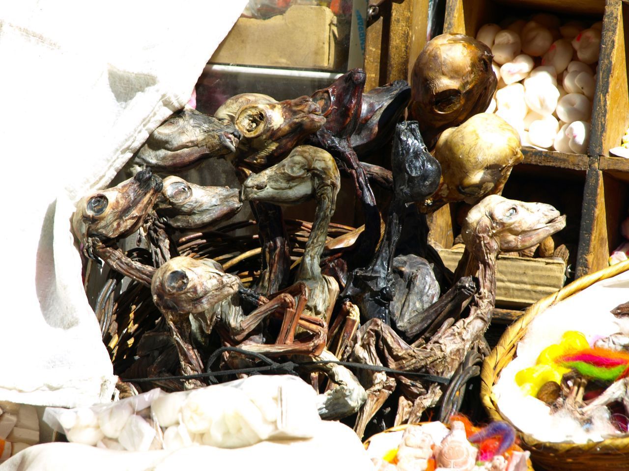 In La Paz lebt noch Magie: Getrocknete Lamaföten sind Opfergaben für Pachamama, also Mutter Erde. Sie hängen an viele Straßenständen zum Verkauf. 