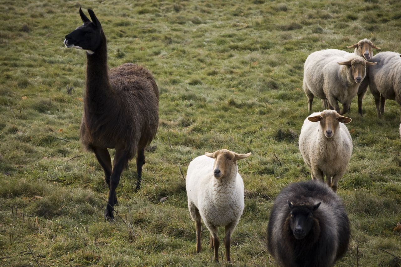 In Australien, den USA und Kanada übernehmen auch Alpakas und Lamas (im Bild) den Job als Herden-Beschützer. Das wird vereinzelt auch in Europa getestet. Also nicht wundern, wenn du irgendwann die Exoten zwischen Schafen entdeckst.