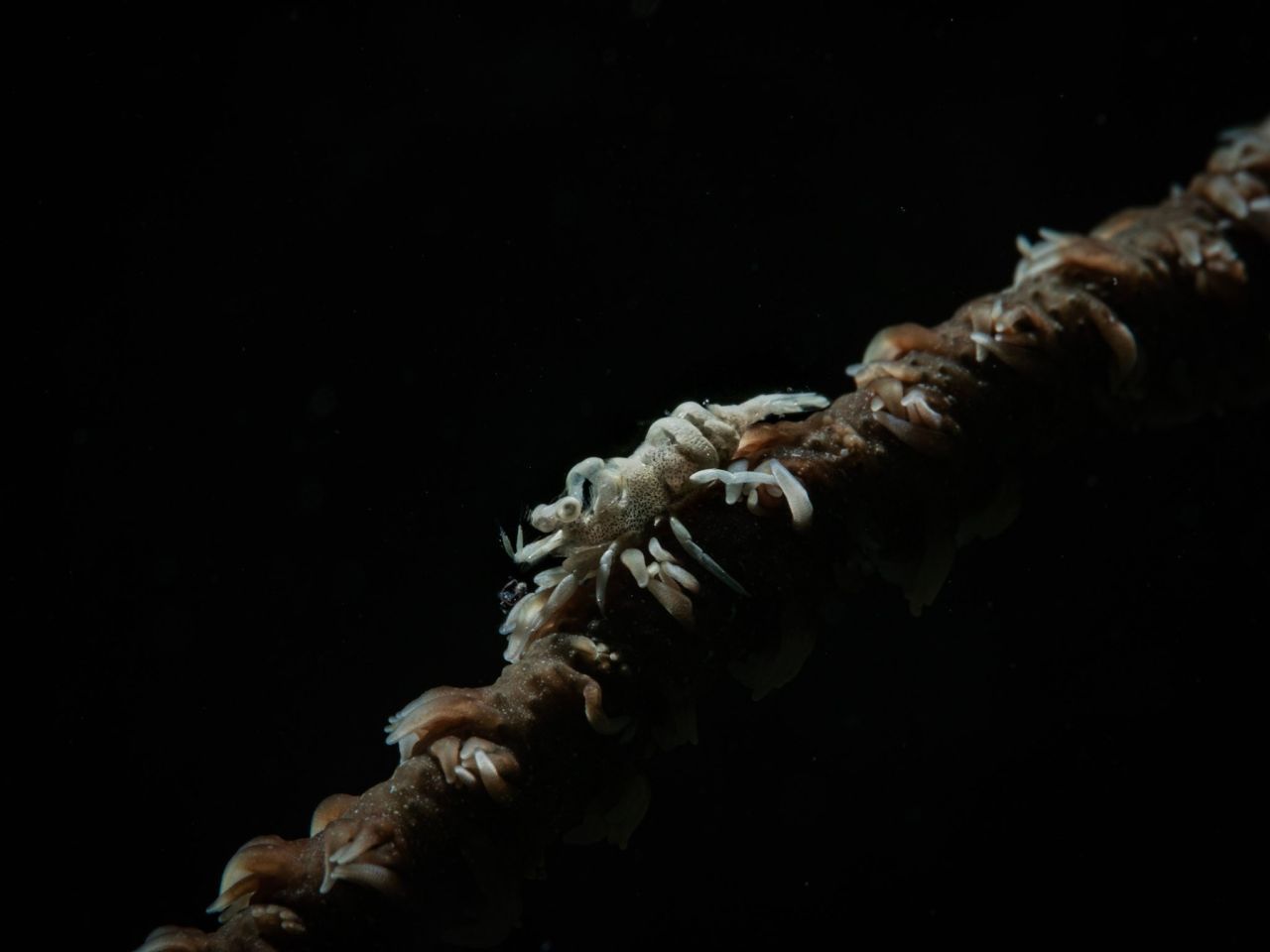 Ebenfalls perfekt getarnt sind die nicht mal einen Zentimeter kleinen Korallen-Shrimps, die aussehen wie die Organismen, auf denen sie leben.