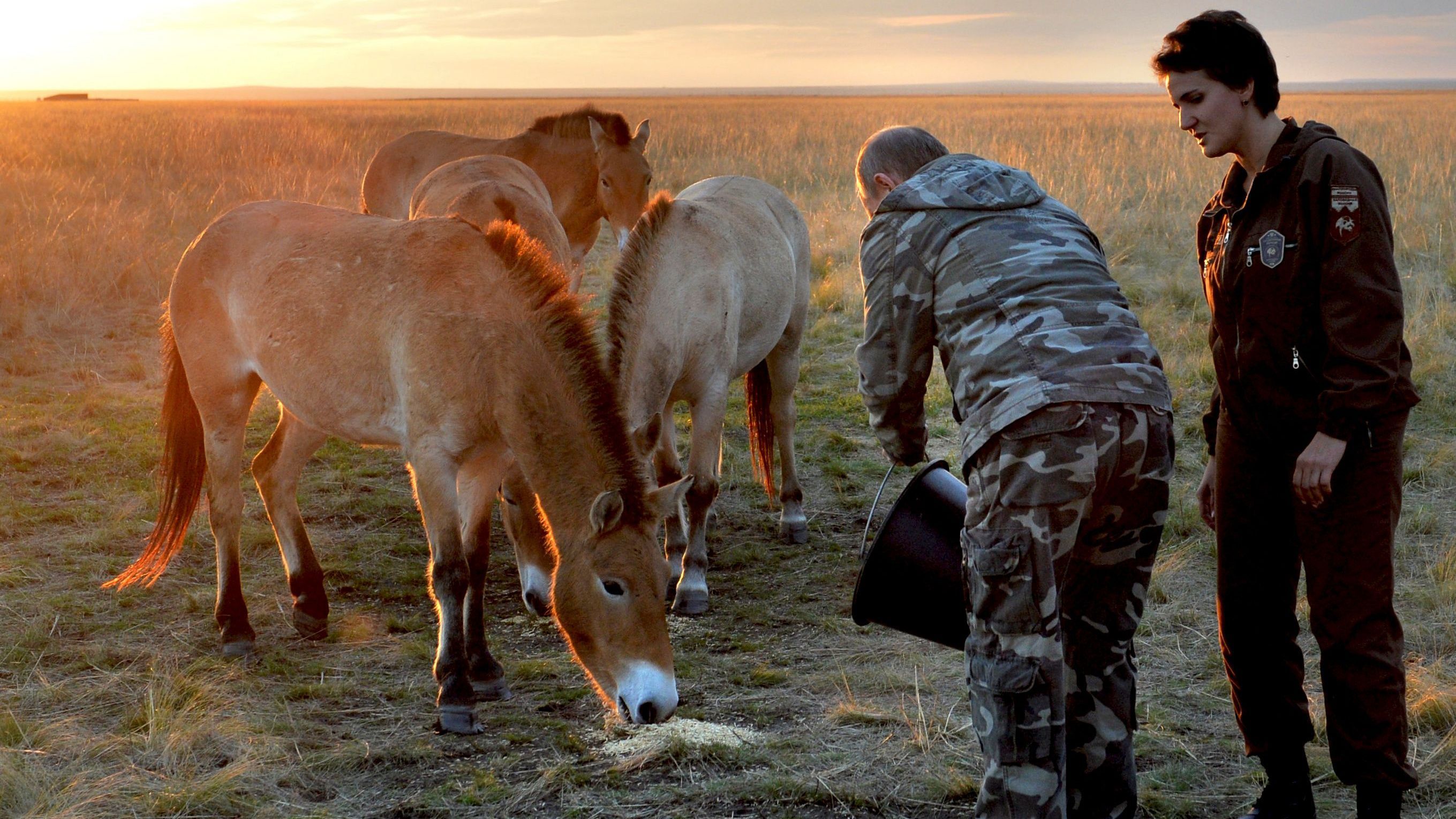 3. Oktober 2016: In Vorbereitung auf die Freilassung aus einem Eingewöhnungsgehege für Wildpferde füttert Putin die Tiere.
