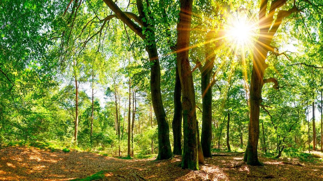 Jeder darf in den Wald! Dank Bundeswaldgesetz hast du freien Zugang zur grünen Lunge - auch wenn der Wald in Privatbesitz ist.