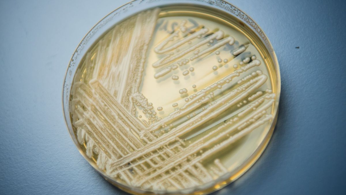 Krankenhaus-Pilz Candidozyma auris