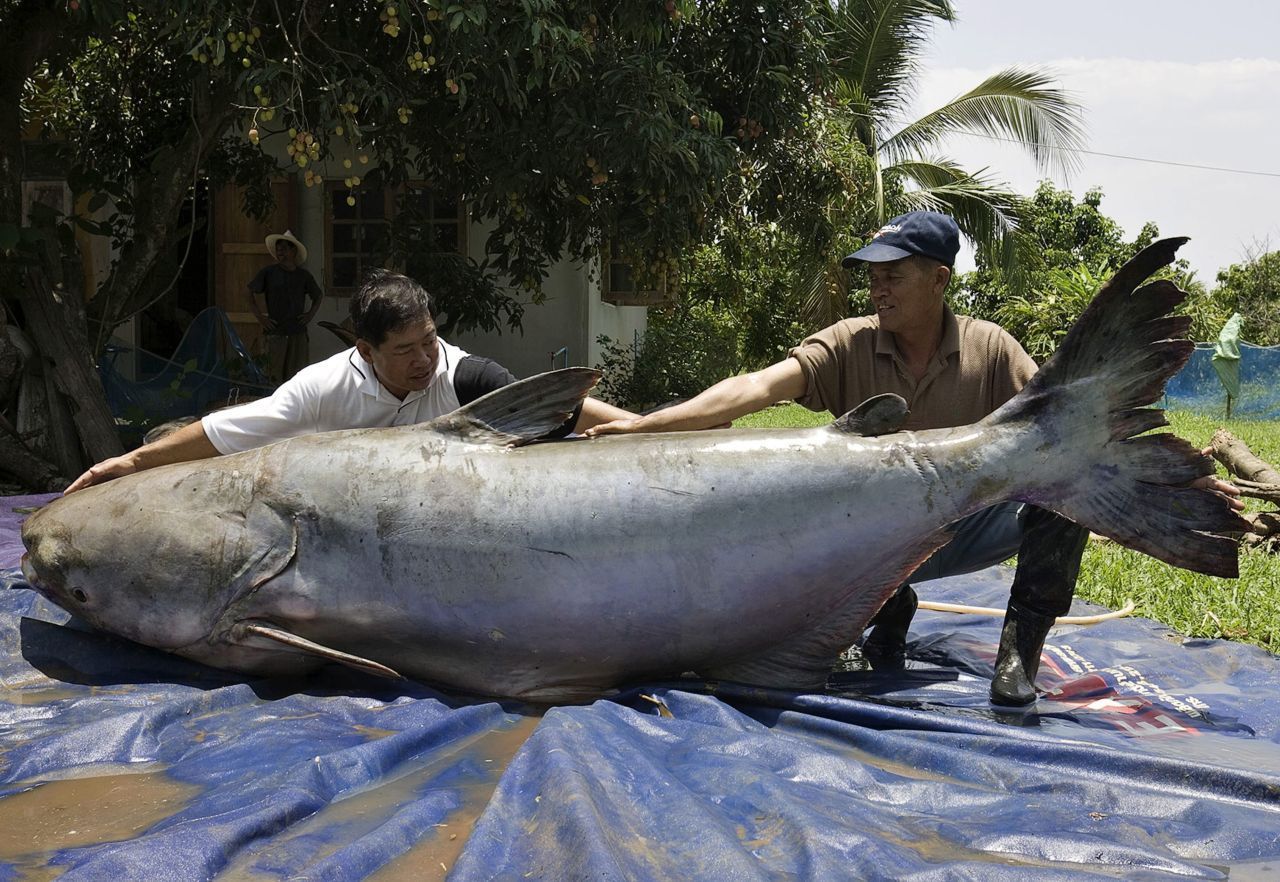 Zuvor hatte dieser 2005 gefangene Riesen-Wels aus dem Mekong diesen Titel inne. Er war 292 Kilo schwer und rund zwei Meter groß. Im Gegensatz zum Riesen-Rochen wurde er jedoch verspeist.
