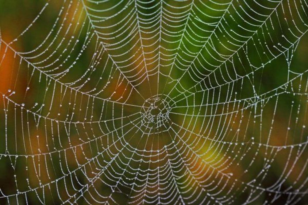 Das bekannteste Spinnennetz: Das Radnetz.