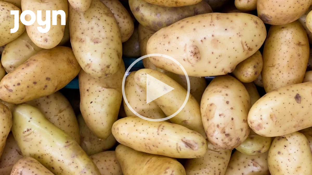 Bedroht diese Zikade die deutsche Kartoffelernte?
