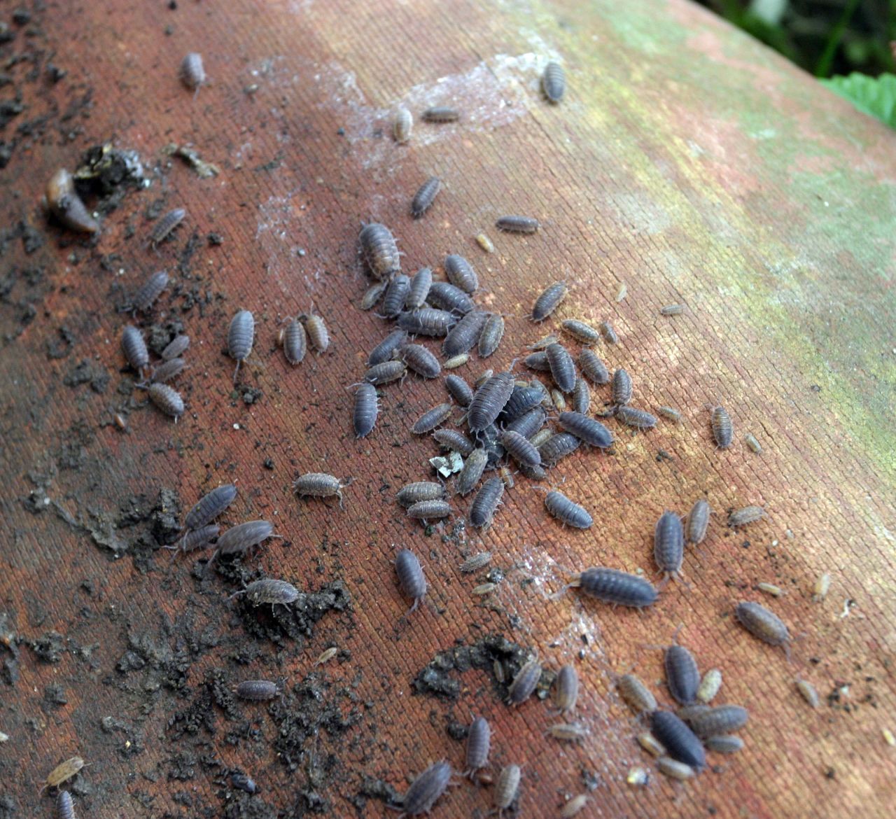 Viele Kellerasseln tummeln sich auf einem Baumstamm.