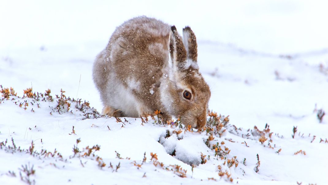 Ein Schneehase frisst Heidekraut im Schnee.