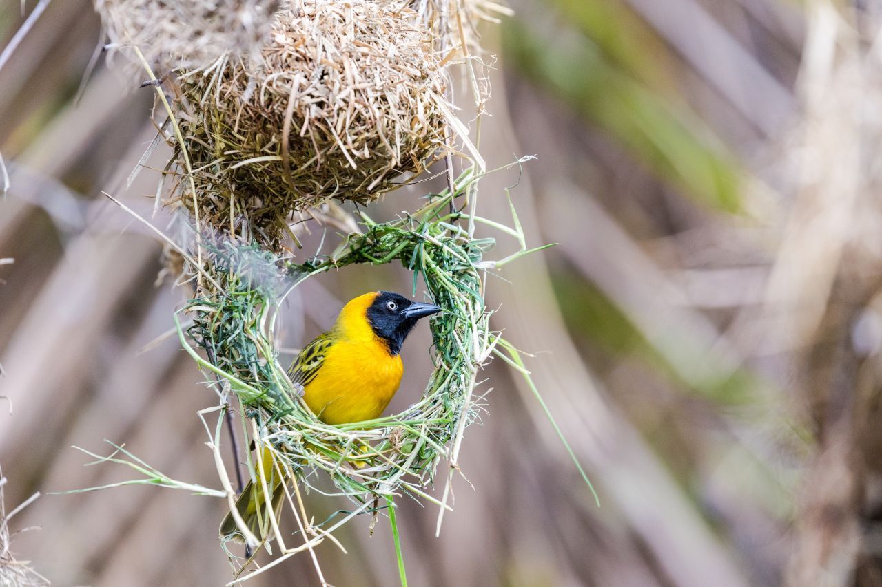 Der Afrikanische Webervogel lässt es sich am liebsten in seiner eigenen kleinen Hängematte gut gehen. Diese knüpft er sich selbst aus langen Pflanzenfasern. 