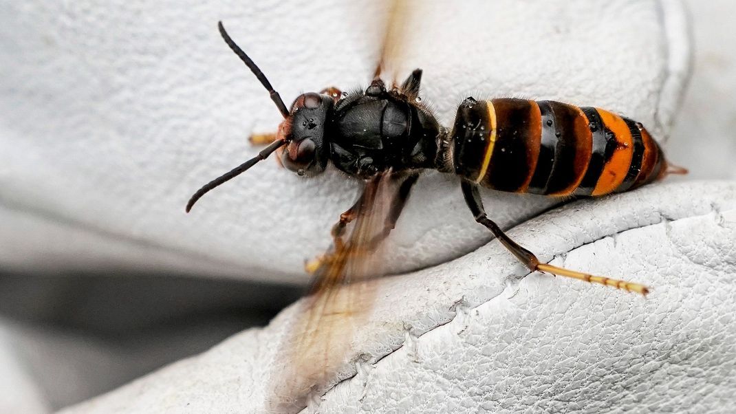 Die von Imkern als Bedrohung empfundenen Asiatischen Hornissen tauchen immer mehr in Deutschland auf und töten Bienen an ihrem Stock im Flug.