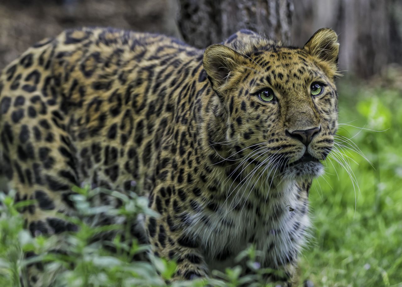 In Russland lebt der bedrohte Amur-Leopard. Vom Menschen verursachte Brände schränken seinen Lebensraum mehr und mehr ein.