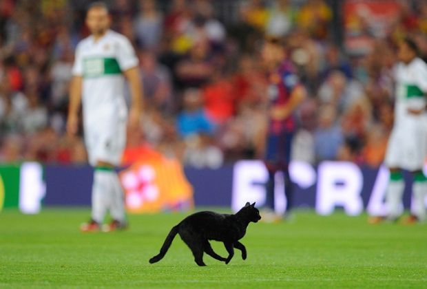 
                <strong>Die Katze vom Camp Nou</strong><br>
                Innerhalb weniger Minuten wird die Katze zum Internet-Star. Zahlreiche Twitter-Accounts wie "Camp Nou Kitty Cat" oder "Nou Camp Cat" werden für den tierischen Star eröffnet.
              
