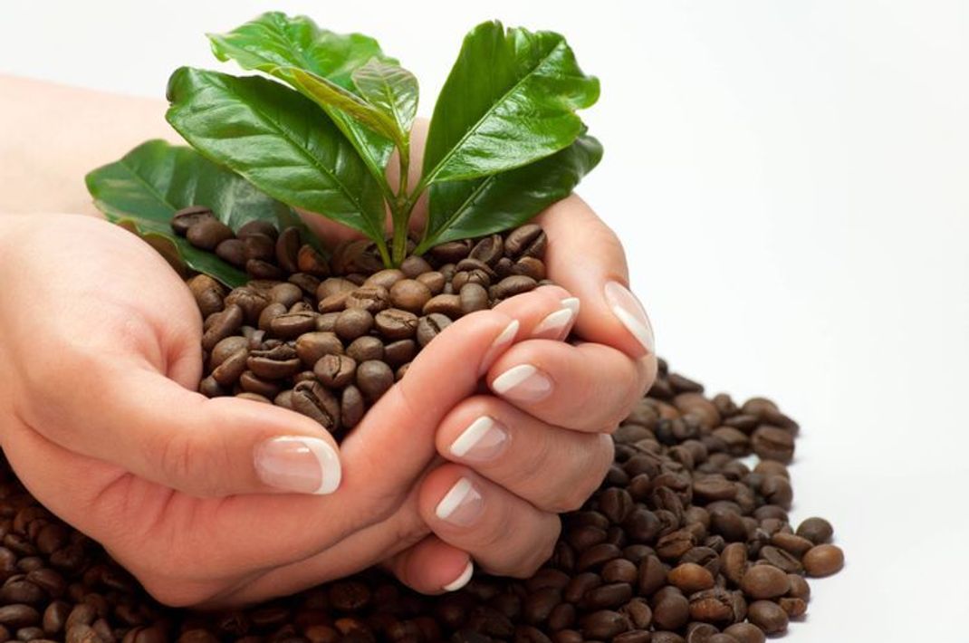 Nachhaltiger Kaffee: Worauf es ankommt
