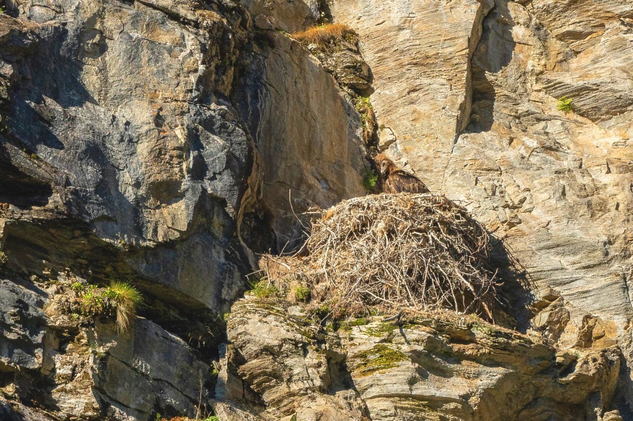 Nest: Die Nester bauen Bartgeier in Felsnischen. Sie können einen Durchmesser von zwei Metern und eine Höhe von drei Metern erreichen. Mithilfe von Fell und Federn, mittlerweile aber auch mit Papierabfällen oder Lappen, polstern die Vögel ihr Zuhause bequem aus. Das Weibchen legt zwei Eier hinein. 