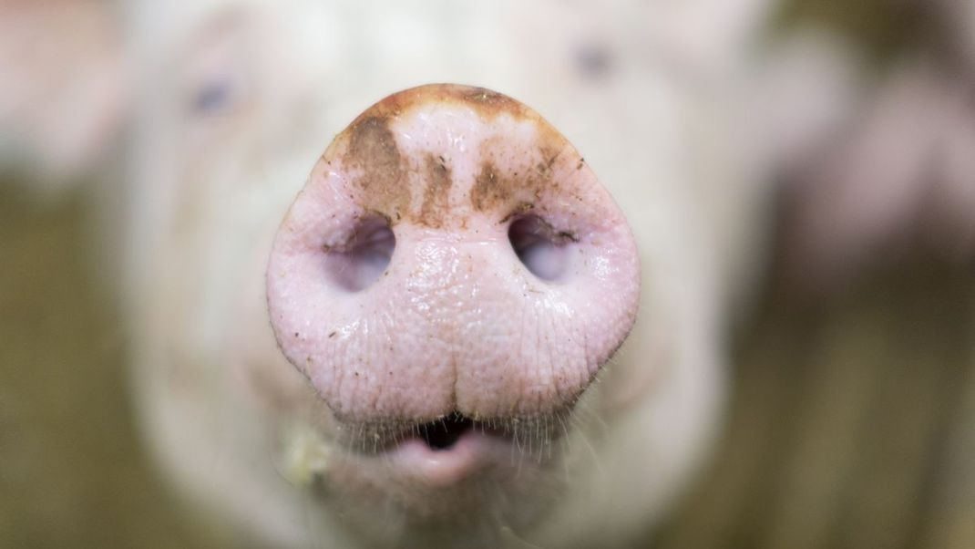 In einem Allgäuer Mastbetrieb soll es zu Verstößen gegen das Tierwohl gekommen sein. 